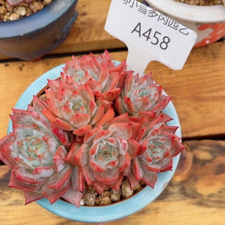 我是第一百个为妖刀应援的阴阳桃花