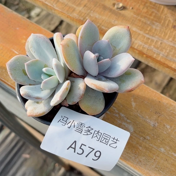 我是第一百个为妖刀应援滴