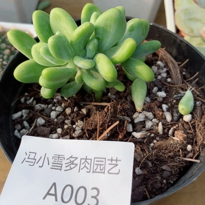 我是第一百个为妖刀应援