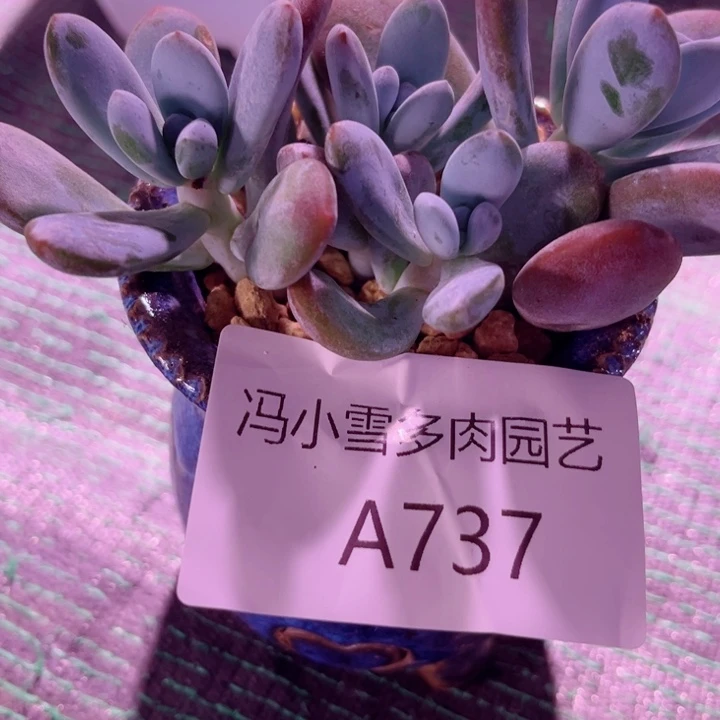 我是第一百个为妖刀应援的