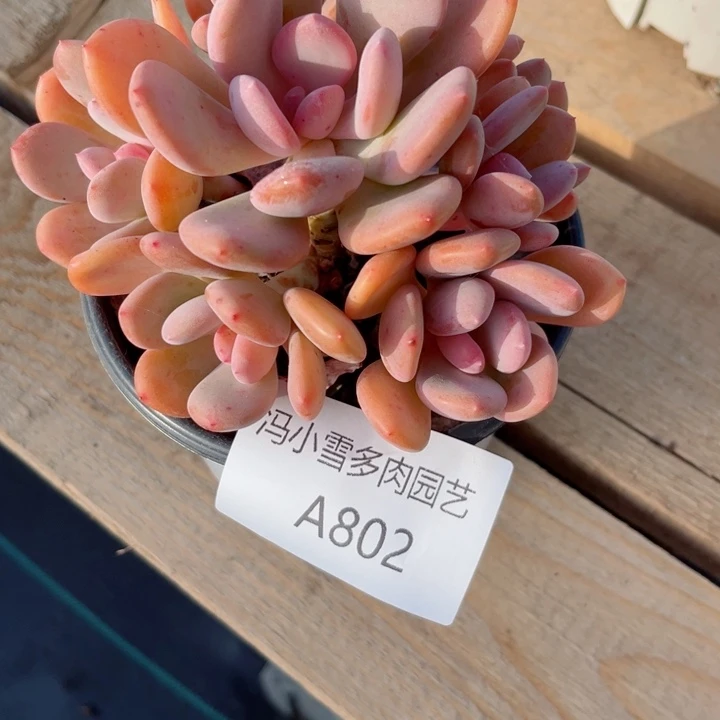 我是第一百个申请创建我的小可爱