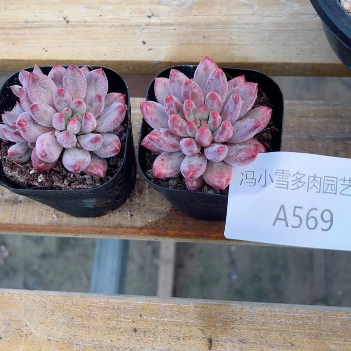 我是第一百个为妖刀应援滴