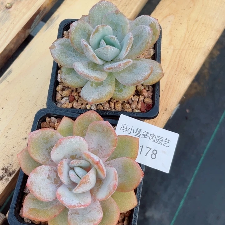 我是第一百个为妖刀应援的阴阳师