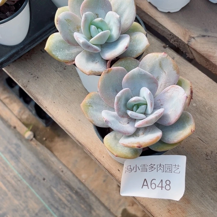 我是第一百个为妖刀应援滴打