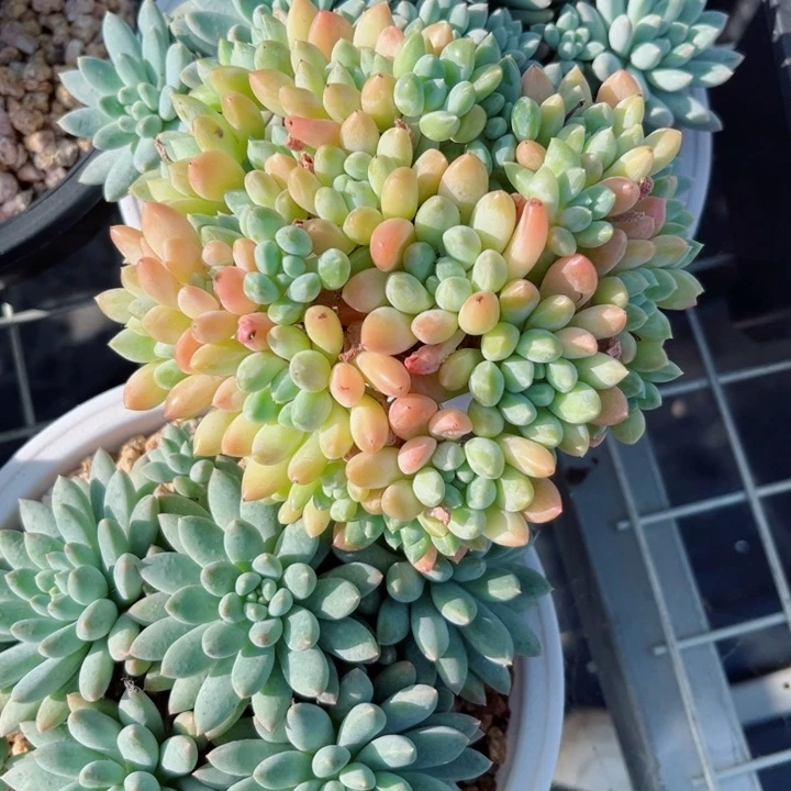 我是第一百个为妖刀应援的阴阳师呢