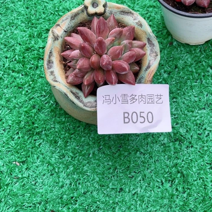我是第一百个为妖刀应援滴打