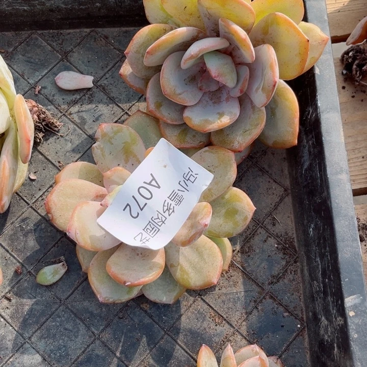 我是第一百个为妖刀应援的阴阳桃花
