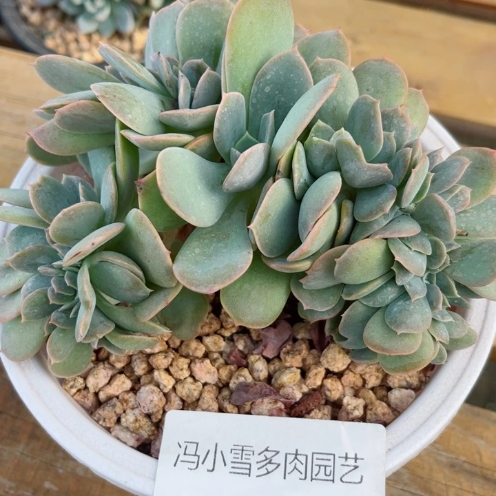 我是第一百个为妖刀应援