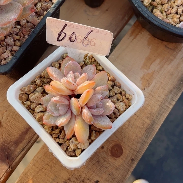 雪*绒我是第一百个为妖刀应援的阴阳师