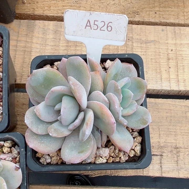 我是第一百个为妖刀应援的