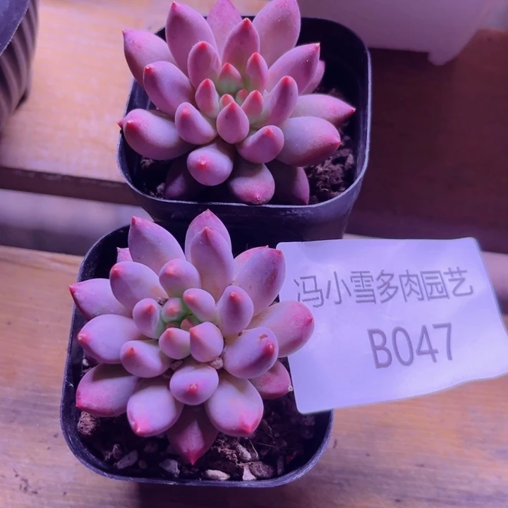 我是第一百个为妖刀应援的阴阳桃花