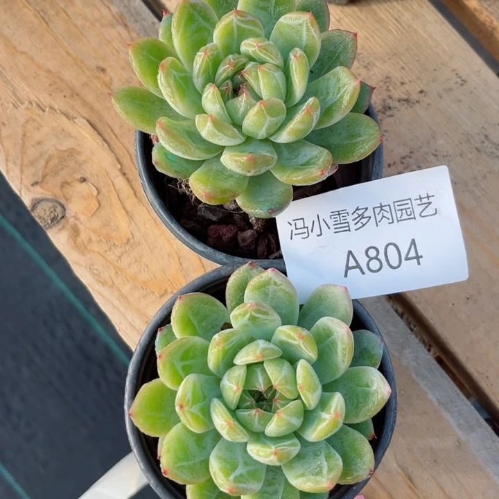 我是第一百位申请创建我的小