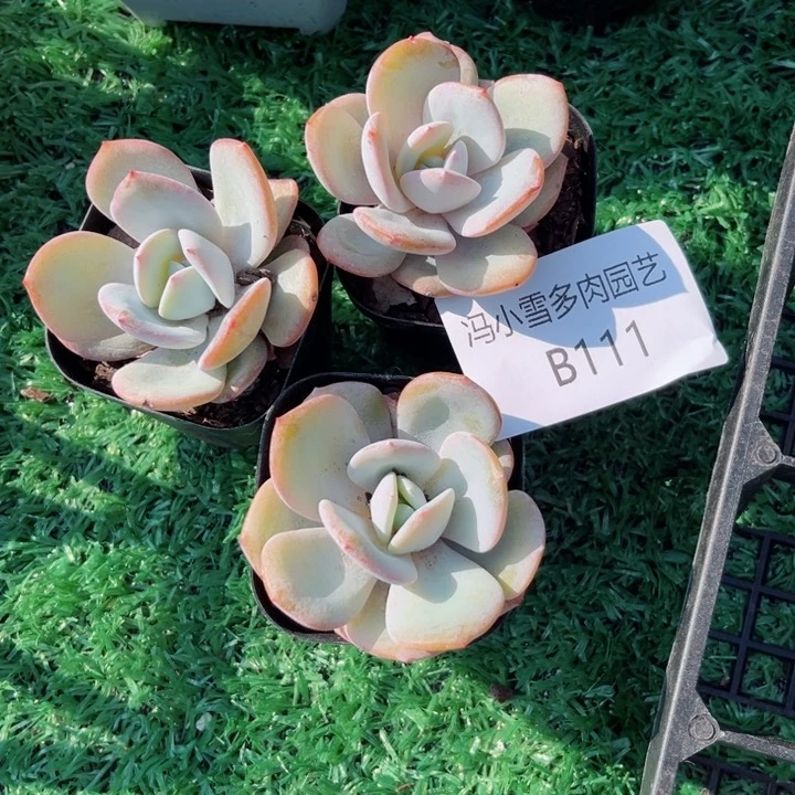 我是第一百个为妖刀应援的阴阳桃花姬应援