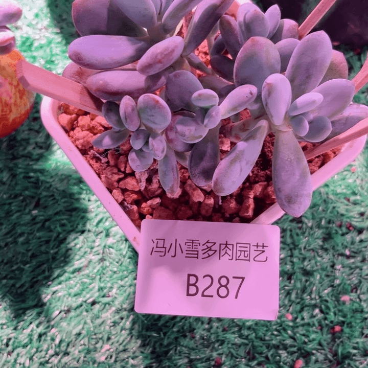 我是第一百个为妖姬应援