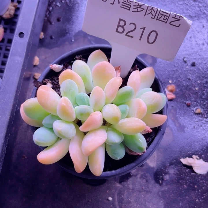 我是第一百个为妖刀应援