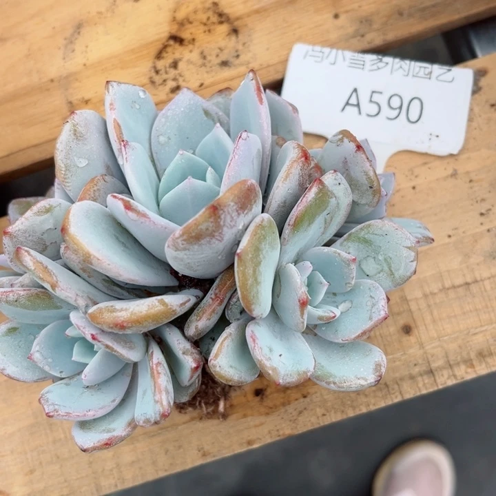 A**?我是第一百个为妖刀应援的阴阳