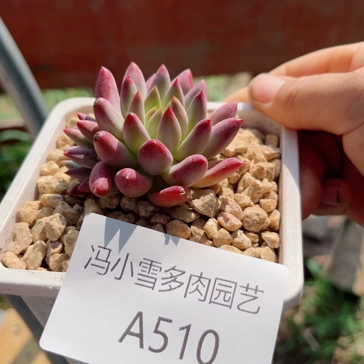 我是第一百个为妖刀应援的阴阳