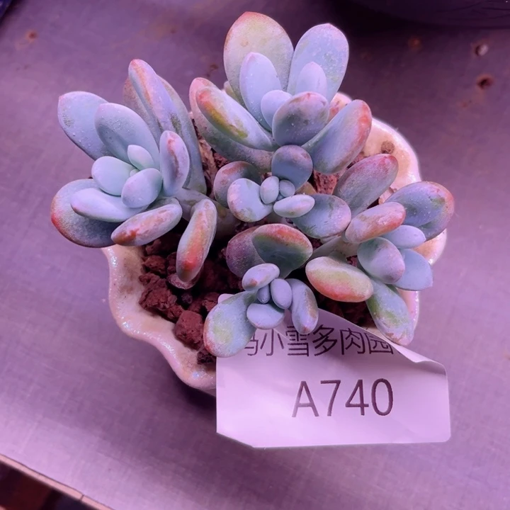我是第一百个为玉童子应援哒