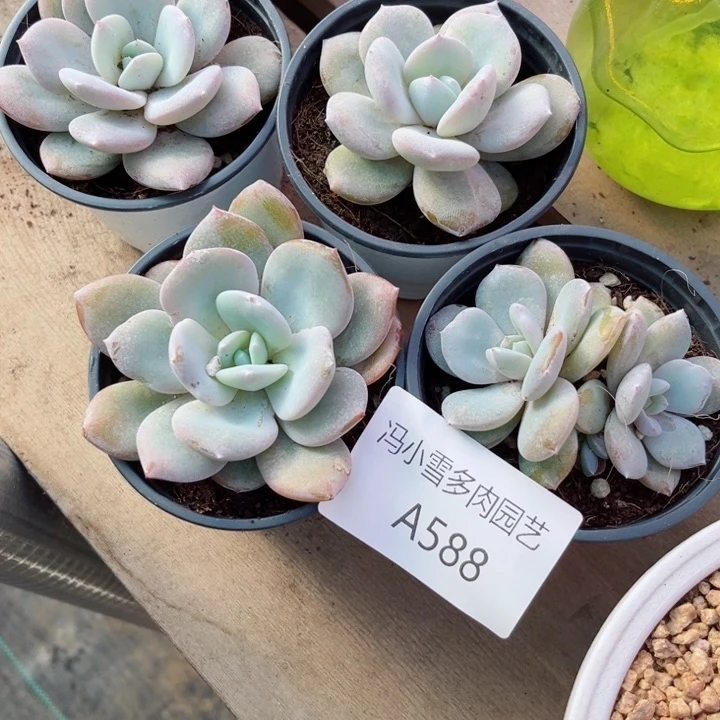 我是第一百个为妖刀应援的阴阳