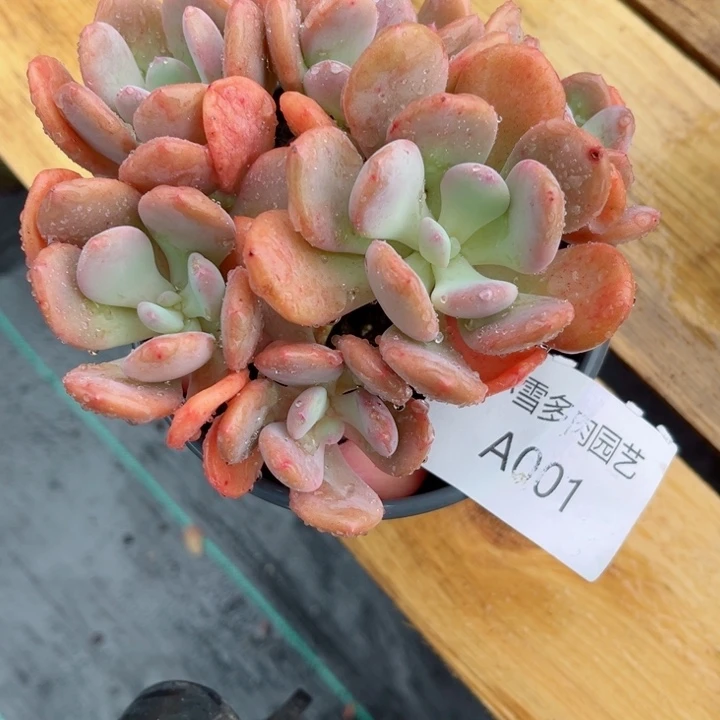 我是第一百个为妖刀疯狂尖叫