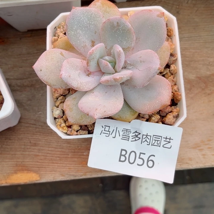 我是第一百个为妖刀应援的阴阳
