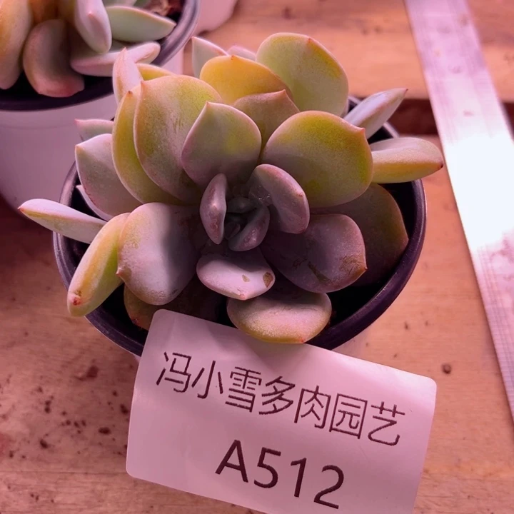 我是第一百个为妖刀应援滴