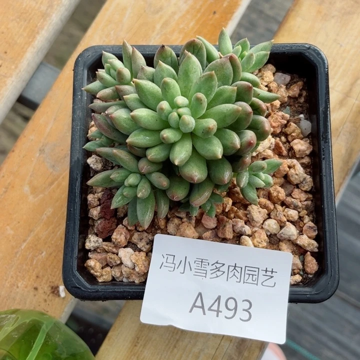 我是第一百个为妖刀应援滴