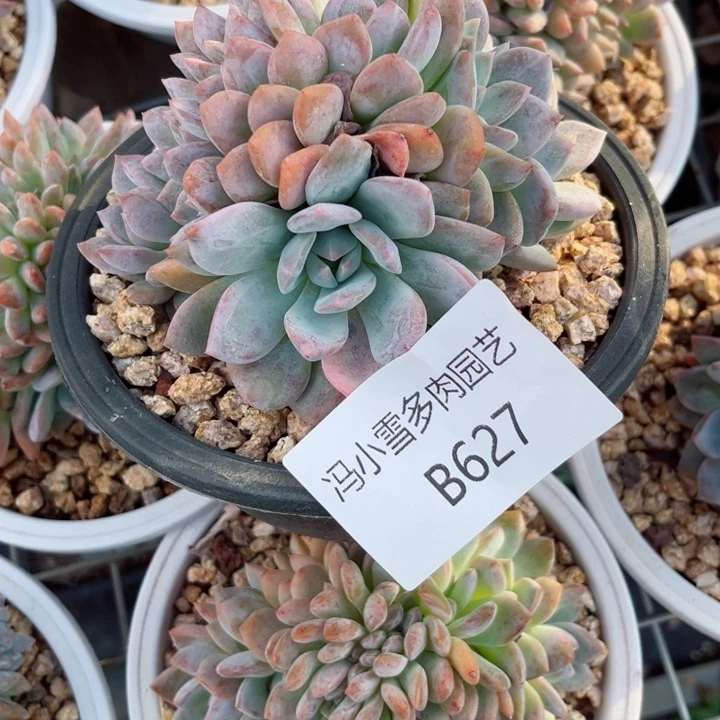 宁我是第一百QQ，我是第一百个为妖