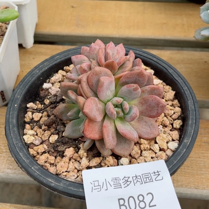 我是第一百个为妖刀应援滴