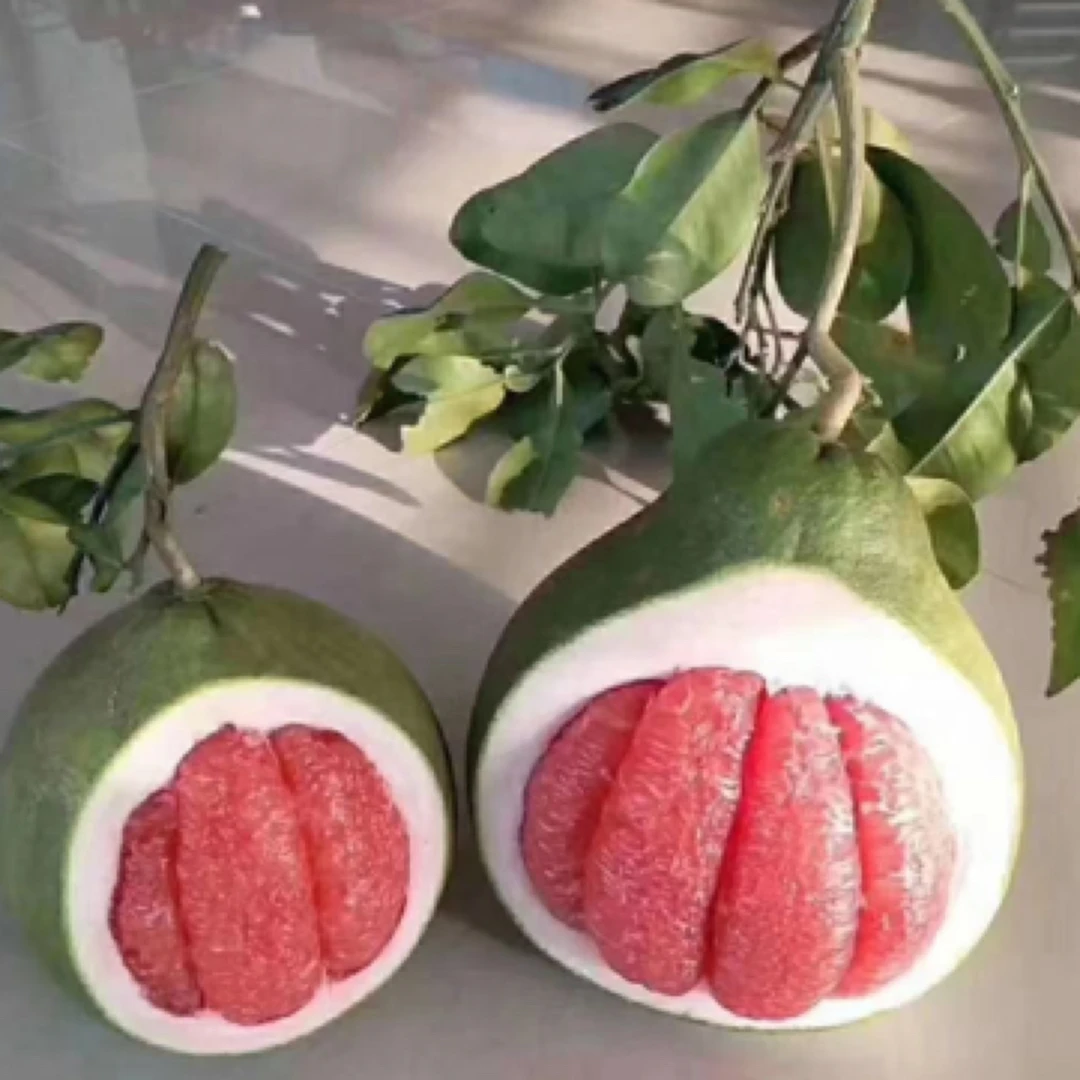 红宝石青柚苗 翡翠青柚 三红蜜柚嫁接苗