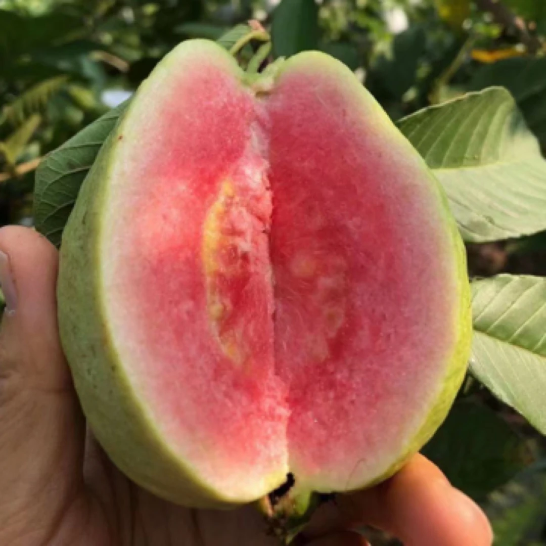 西瓜红芭乐 红宝石芭乐番石榴苗 果子香甜可口