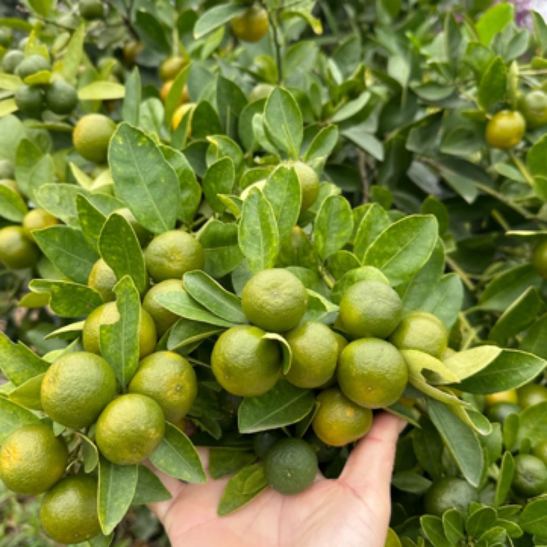 海南酸金桔苗 也叫小青柠檬 四季开花结果 奶茶店专用的小果子