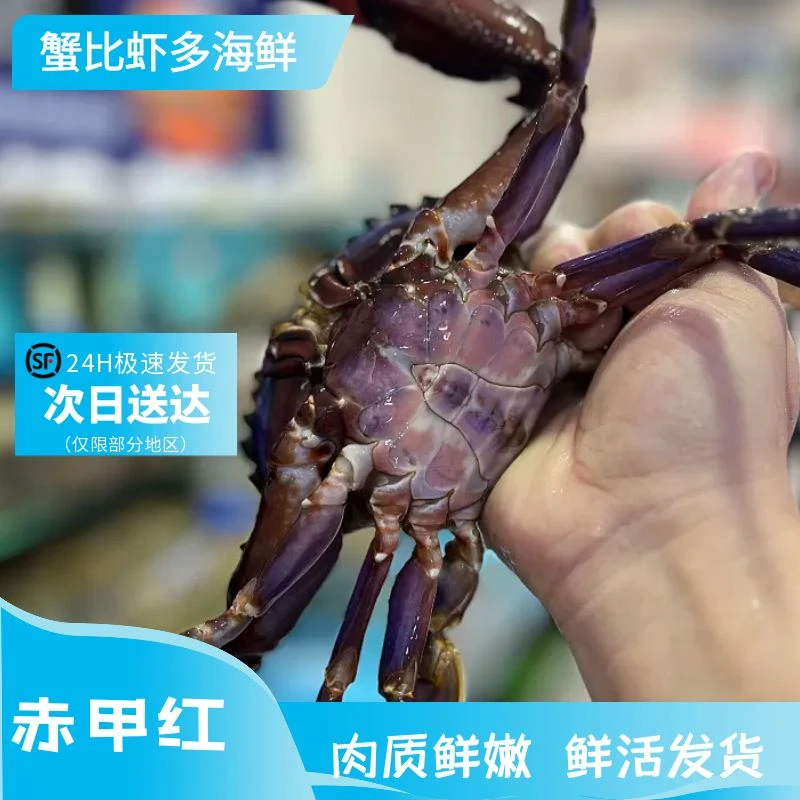 渤海湾赤甲红 【保鲜不保活】 2 斤起 4 两左右/只