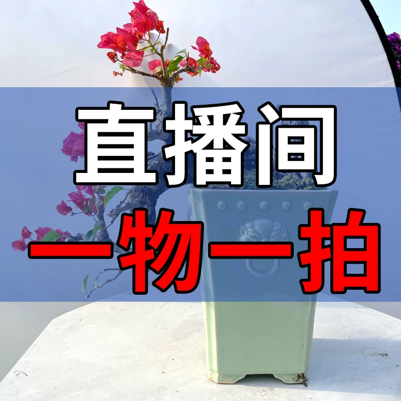 （一物一拍）三角梅造型盆景1000-2000