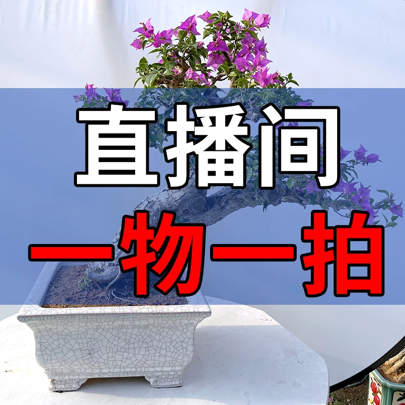 三角梅一物一拍（直播间所见即所得）45-99