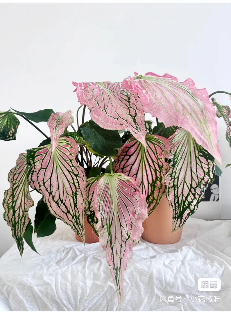 花卉绿植直播专用链接一物一拍