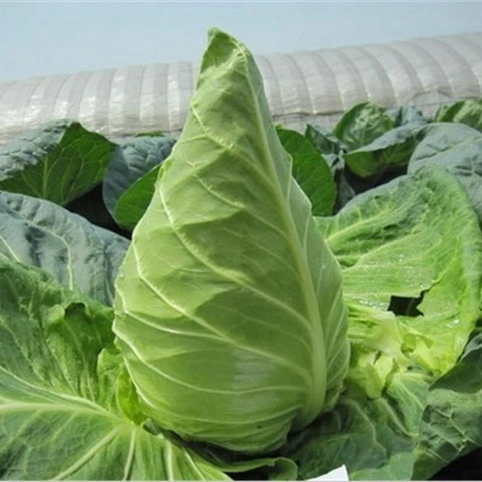 牛心甘蓝种子洋白菜椰菜包包菜球甘蓝中熟卷心菜春丰甘蓝蔬菜种子