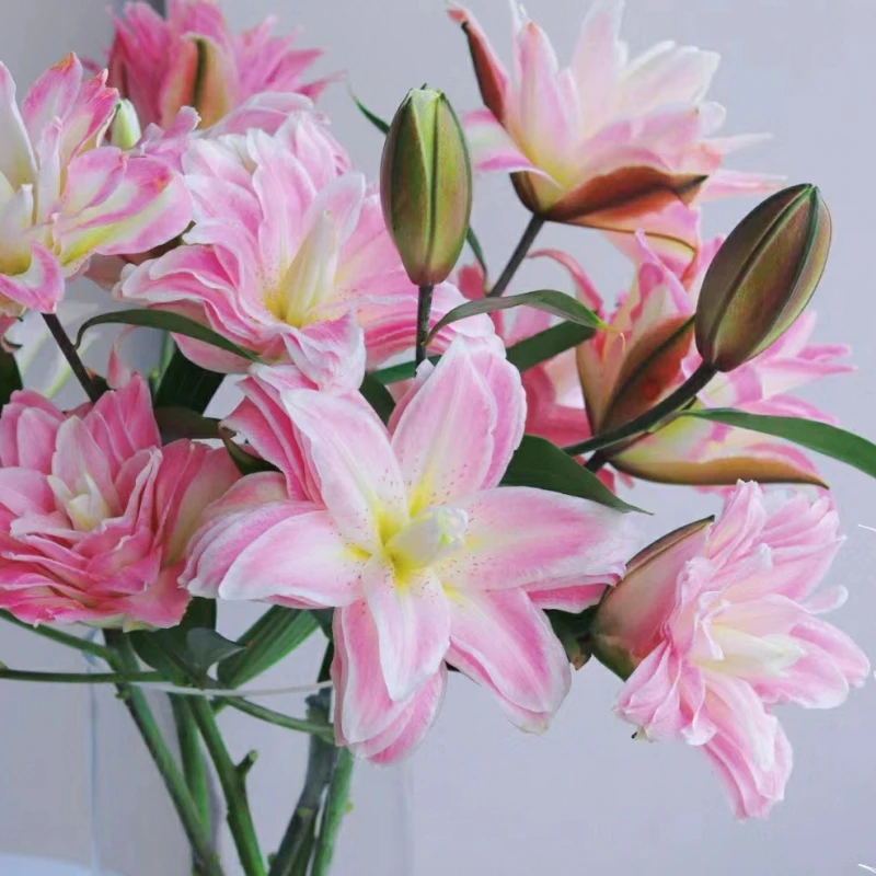 莲花之境百合重瓣香水百合鲜花云南斗南基地现采顺丰包邮送保鲜剂