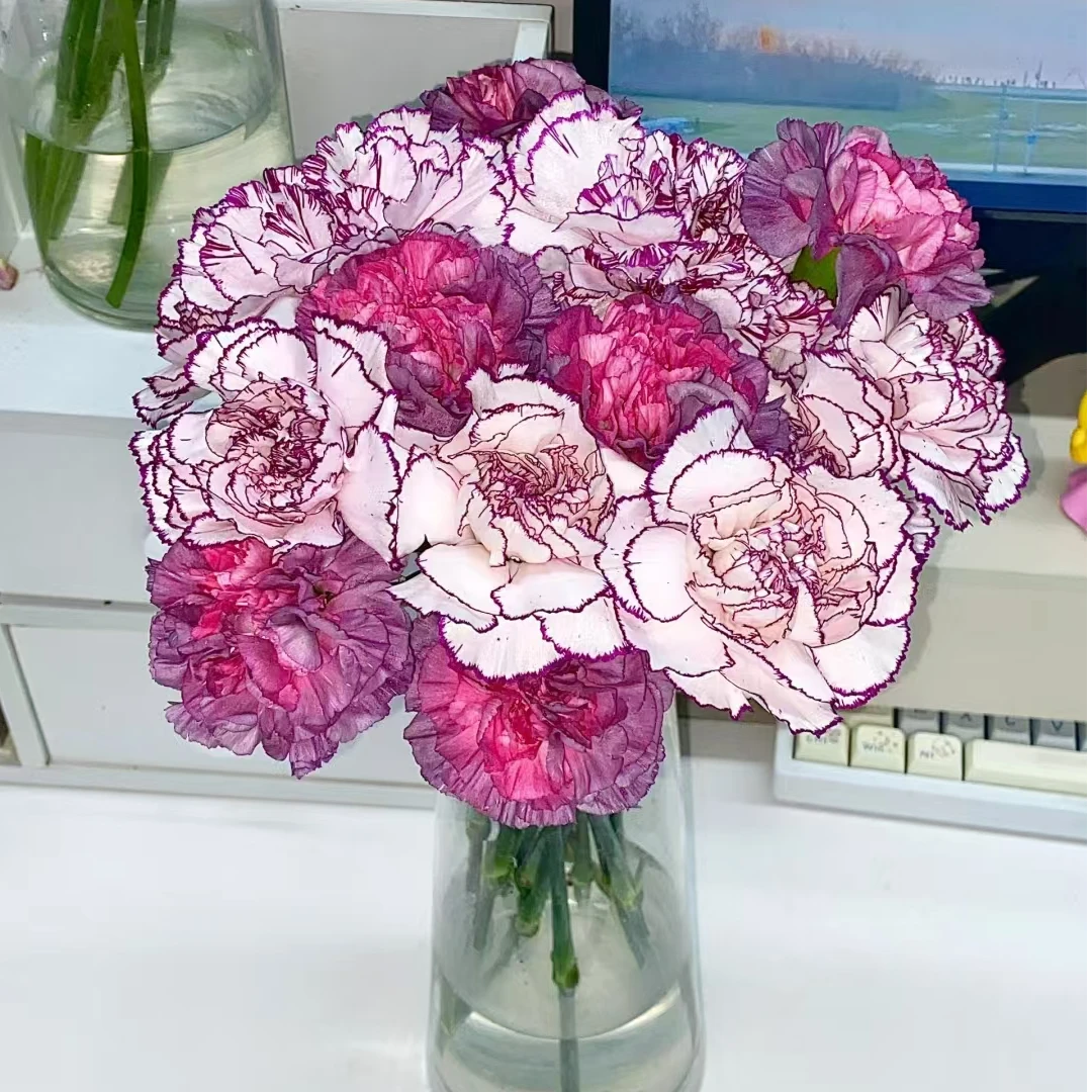 紫精灵野马康乃馨网红组合花束云南基地鲜花送保鲜剂