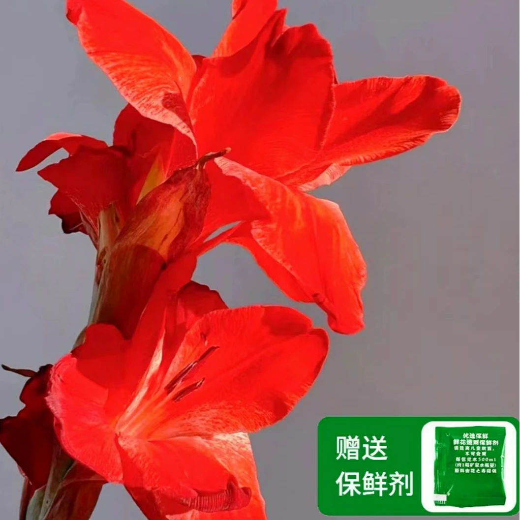 红色剑兰鲜花节节高云南剑兰鲜花批发顺丰包邮送保鲜剂