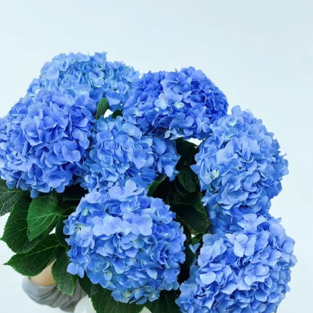 绣球鲜花 1枝装规格 颜色丰富品种齐全 基地现采家具室内瓶插鲜花