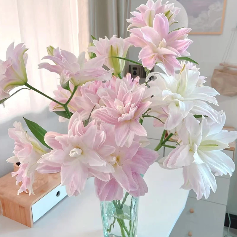 重瓣百合【莲花雅致】又仙又美花瓣厚实水养云南基地直发顺丰包邮