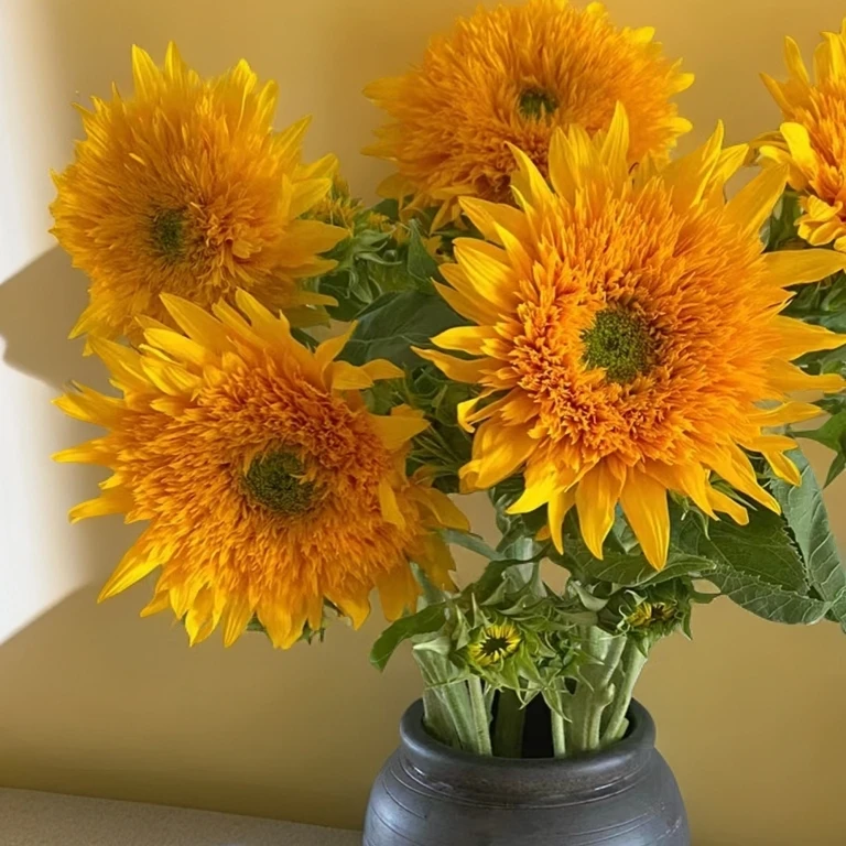 重瓣泰迪向日葵 梵高油画同款毛茸茸稀有向日葵云南基地顺丰包邮