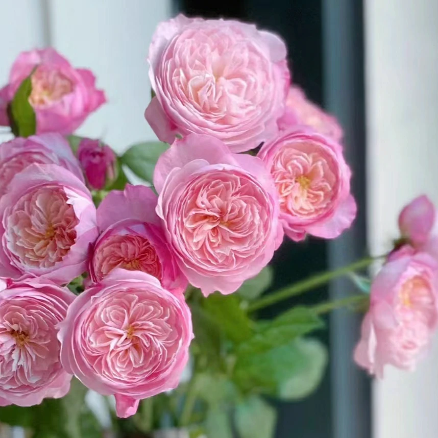 康斯坦茨玫瑰 多头玫瑰鲜切花 易养开奥斯丁花型 玫瑰花生日礼物