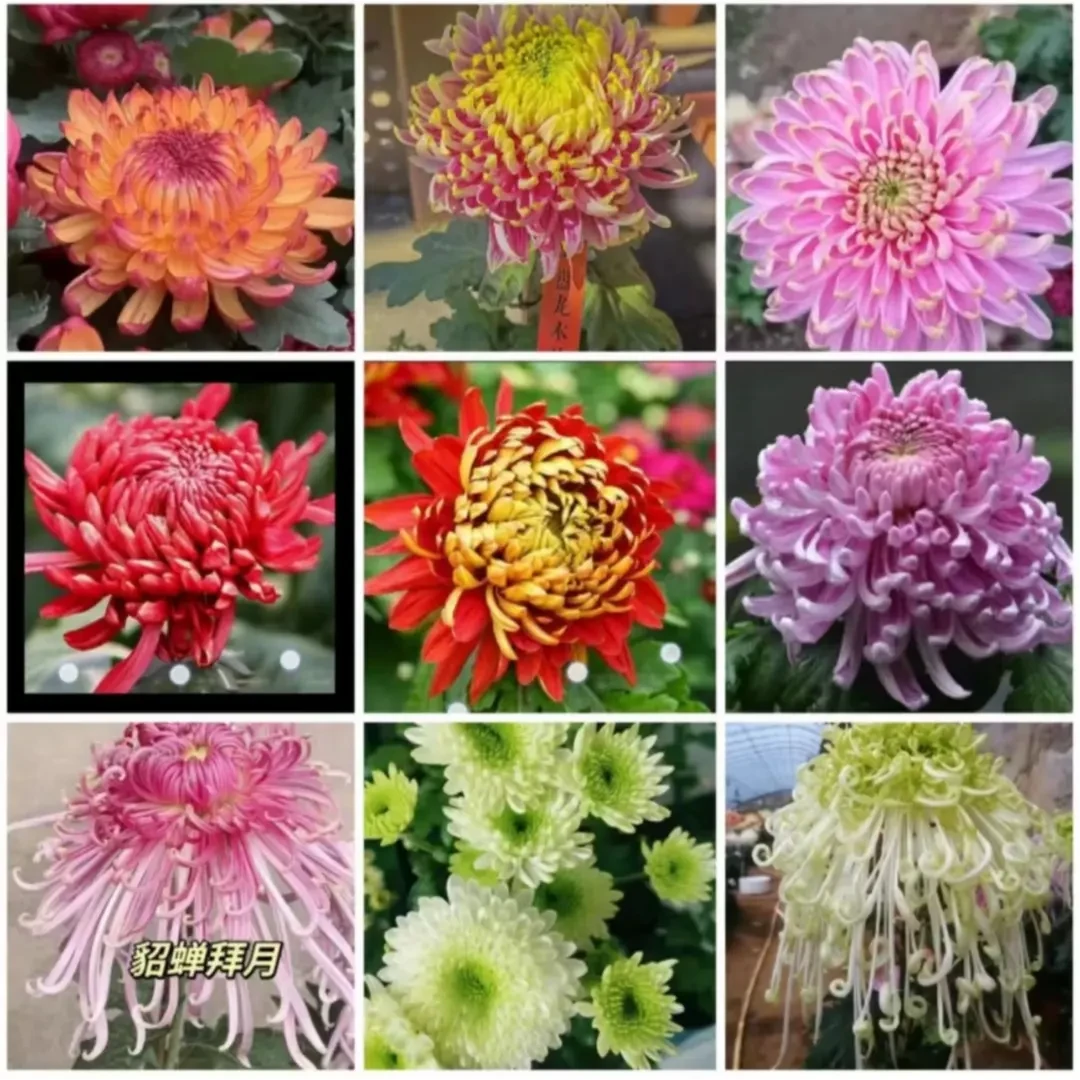 【菊花苗】九月菊菊花苗土球发货盆栽栽培种植