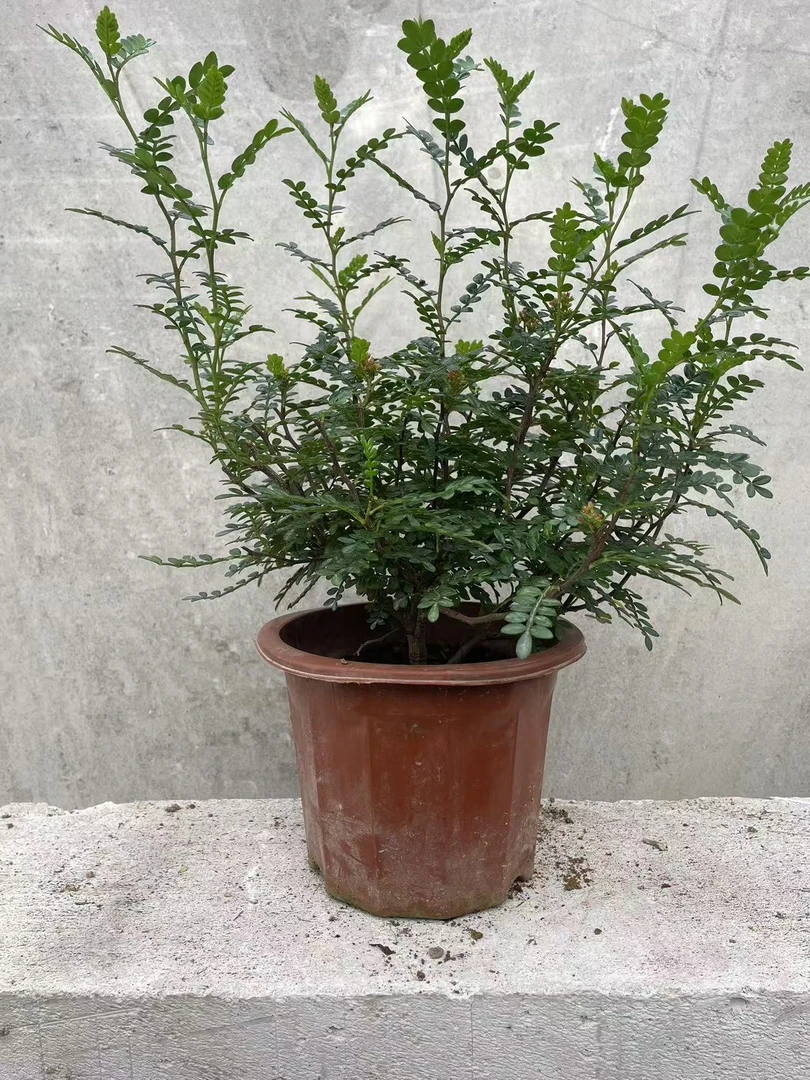 室内驱蚊神器清香胡椒木好养易活