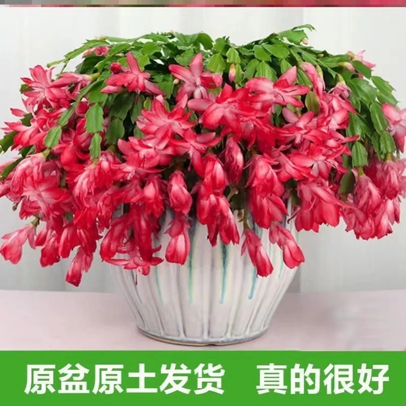 红色蟹爪兰花苗盆栽绿植室内外阳台花卉四季开花蟹爪莲新品种重瓣