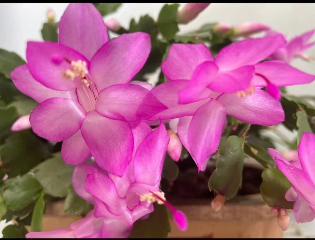 精品老桩粉色蟹爪兰