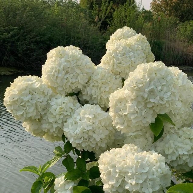 自家培育花苗耐寒耐热简单易养护