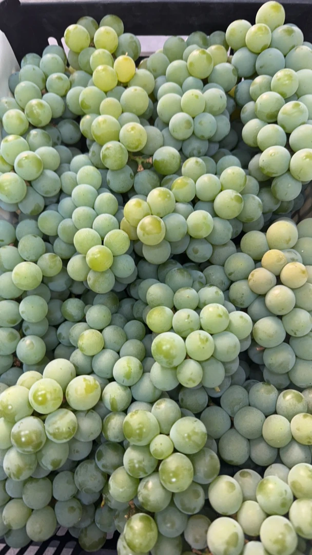 云南水晶葡萄